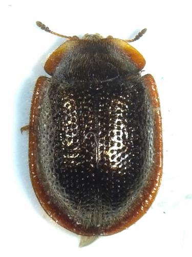Thymalus limbatus